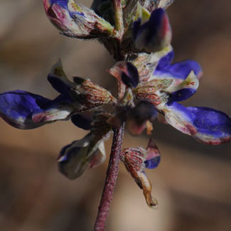 Marina parryi, Parry's False Prairie-clover, Southwest Desert Flora